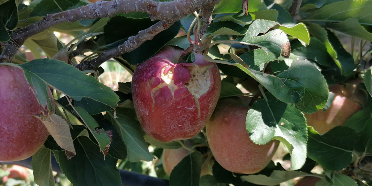 Nel veronese al via la campagna assicurativa tra luci e ombre